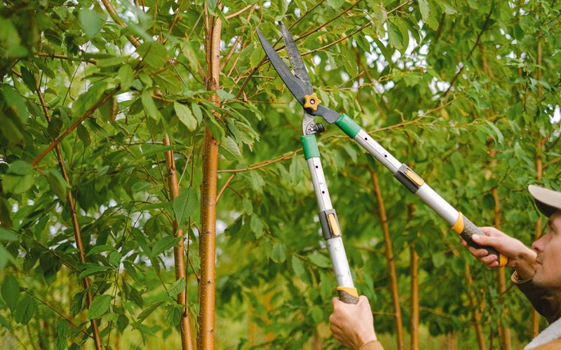 Tree trimming in Uvalde, TX